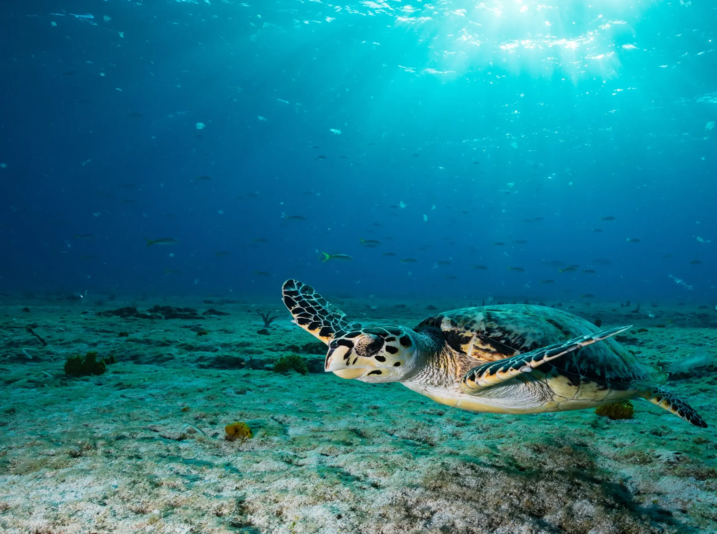 Underwater view of a sea turtle swimming near the ocean floor with sun rays, highlighting the marine biodiversity of Hinu Bay.