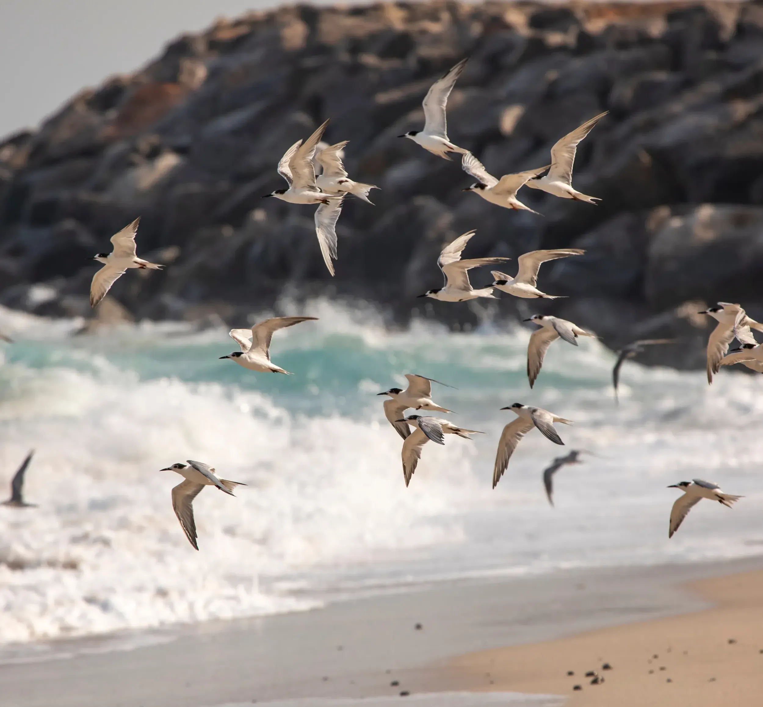 Flock of seabirds flying over a sandy beach with waves and a rocky coastline, symbolizing wildlife of Hinu Bay. Skyne emphasizes ecological integration in its creative branding for destinations in Dubai, Riyadh, and Jeddah.