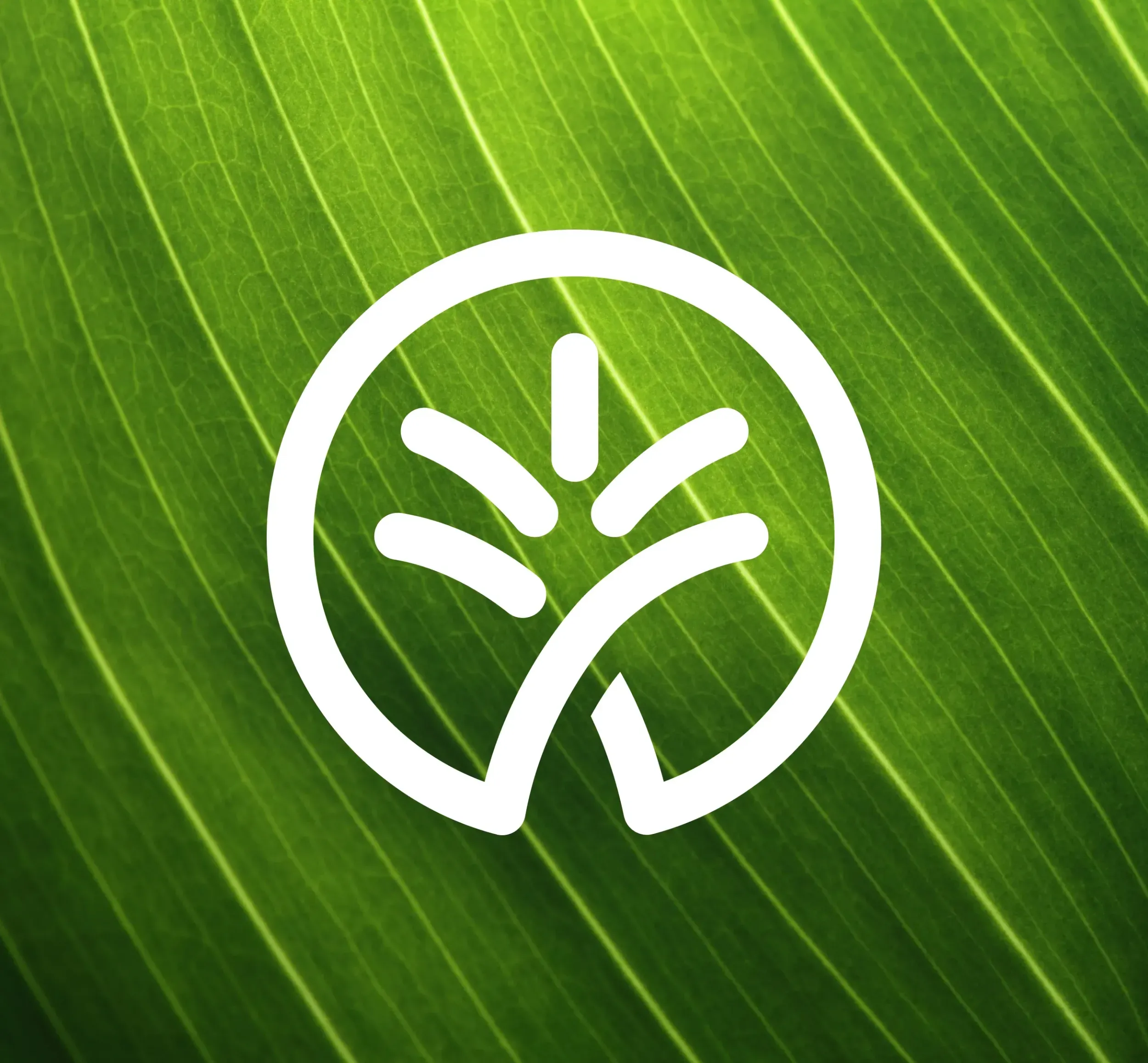 White Mukatafa logo with abstract tree symbol over a vibrant green leaf background with visible veins