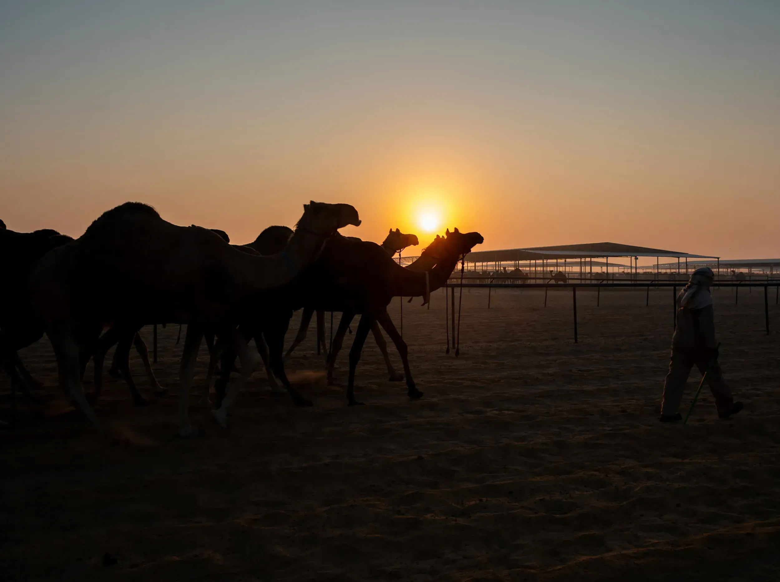 Camels walking across the farm at sunrise, representing the natural and sustainable sourcing of Camelicious milk, a key message reinforced by Skyne's branding agency expertise.