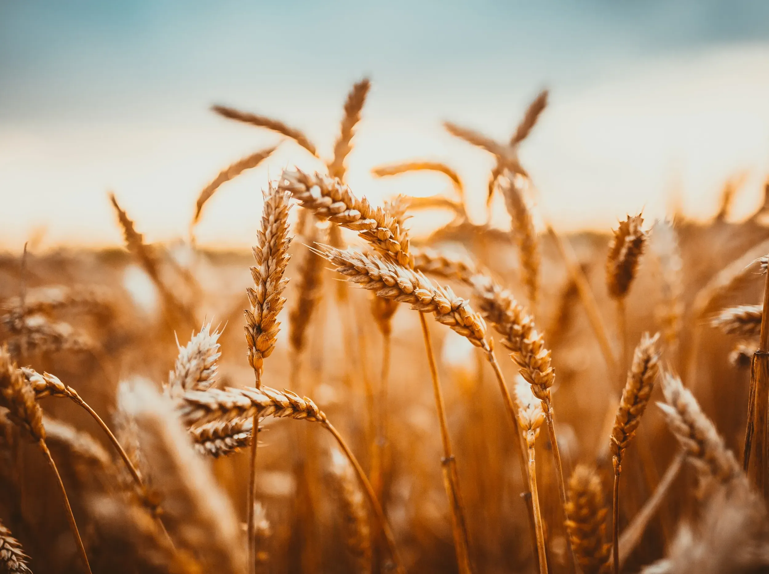 Close-up of golden wheat stalks in a field, symbolizing Al Farasha flour products. Skyne, a creative agency, emphasized the quality of ingredients.